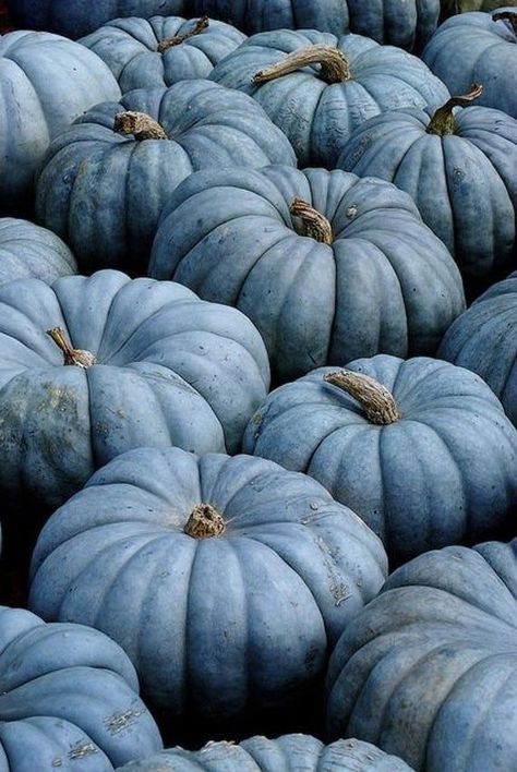 Jarrahdale Pumpkin, Como Plantar Pitaya, Pumkin Decoration, Blue Pumpkin, Blue Pumpkins, George Weasley, Tapeta Pro Iphone, Fabulous Fall, Autumn Aesthetic