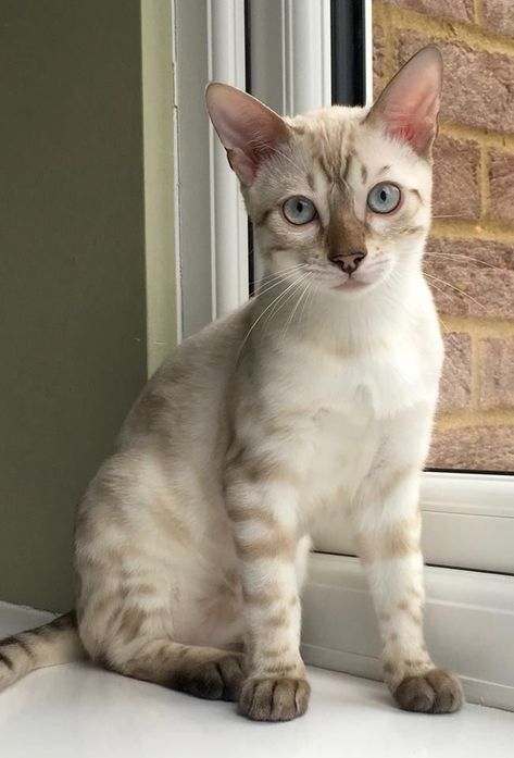 White Bengal Cat, Most Popular Cat Breeds, Beautiful Cats Pictures, Bengal Kitten, Cute Cat Breeds, Gorgeous Cats, Bengal Cat, Cat Aesthetic, Beautiful Cat