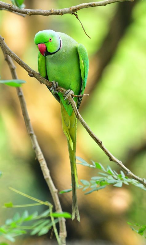 Green Parrot Bird, Baby Animal Painting, Birds Pictures, Parrot Wallpaper, Australian Parrots, Green Parrot, Brown Tree, Sunflower Pictures, Kinds Of Birds