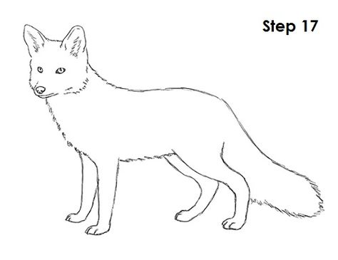 Red Fox Drawing 17 Red Fox Drawing, Fox Drawing Sketches, Fox Outline, Fox Drawing Easy, Baby Dragons Drawing, Wolf Drawing Easy, Red Fox Art, Draw Dogs, Outline Pictures