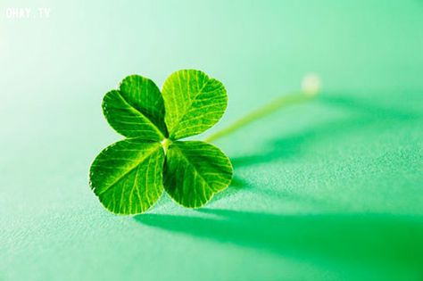 Irish Funny, Irish Eyes, 4 Leaves, Plant Identification, Four Leaves, Lucky Clover, Luck Of The Irish, Four Leaf, Leaf Clover