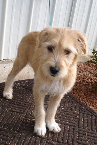 sandy-wheaten terrier mix by magnoliatease, via Flickr Sapsali Dog, Wheaten Terrier Mix, Koolie Dog, Terrier Mix Breeds, Scruffy Dogs, Petit Basset Griffon Vendeen, Dog Haircuts, Dog Cuts, Wheaten Terrier