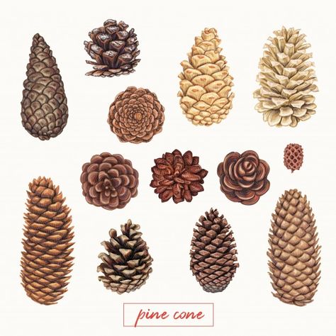 Pine Cone Drawing, Zestaw Ikon, Decoration Background, Winter Plants, Cat Air, Nature Tattoos, Autumn Art, Pine Cone, Cute Christmas