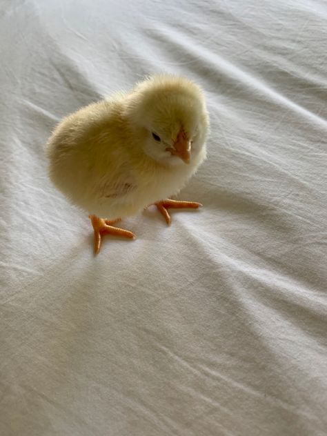 Baby chicken chick cute Silke Chicken, Baby Chicks Aesthetic, Chicken Animal Cute, Chick Aesthetic, Pollo Animal, Chicks Cute, Aesthetic Chicken, Chicken Animal, Pet Chicken