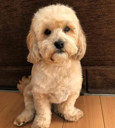 Golden Lhasa Apso Poodle Mix Lhasa Poo, Poodle Breeds, Lhasa Apso Puppies, 10 Amazing Facts, Dog Crossbreeds, Pomeranian Mix, Tea Cup Dogs, Puppy Names, Doodle Dog