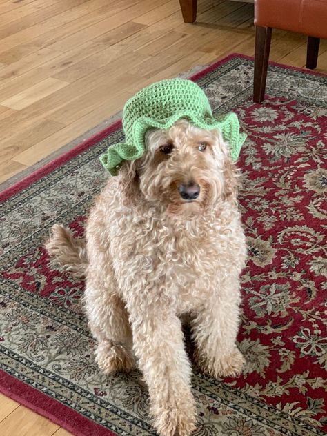 Crochet Dog Bucket Hat Free Pattern, Dog Bucket Hat, Crocheted Bucket Hat, Puppy Crochet, Crochet Queen, Souls Art, Crocheted Hats, Dog Kennel Outdoor, Crochet Turtle