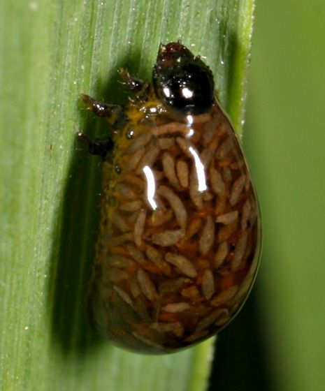 cereal leaf beetle larvae poop, animal defense Beetle Larvae, Weird Insects, Leaf Beetle, Cool Insects, The Beetle, Cool Bugs, Beetle Bug, Beautiful Bugs, Creepy Crawlies