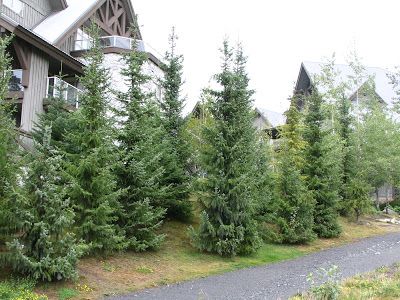 Picea omorika Blue Sky Serbian Spruce, Venue Exterior, Wilderness Garden, Alaska Garden, Picea Omorika, Serbian Spruce, Maine Landscape, Cypress Mulch, Long Garden