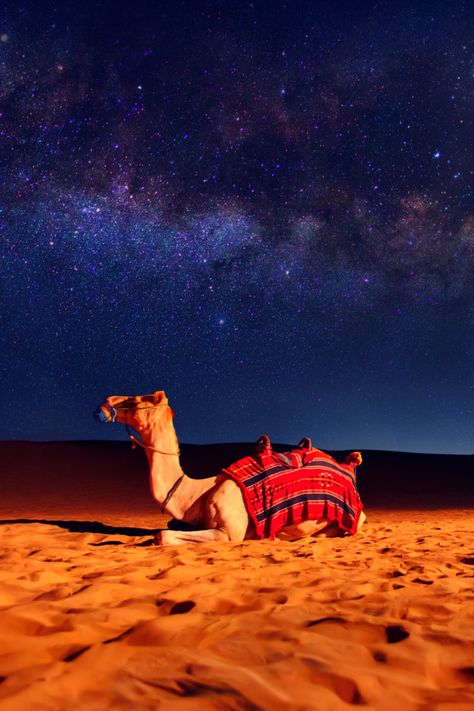 Egypt Beach Aesthetic, Arabian Desert Aesthetic, Camel Painting, Arabian Nights Aesthetic, Honeymoon In Dubai, Camel Animal, Camels Art, Desert Aesthetic, Desert Dunes