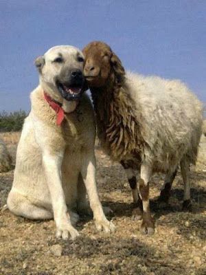 Awassi Sheep - Awassi Fat Tail Sheep Breeder: History of Fat Tail Sheep Kangal Dog, Livestock Guardian Dog, Livestock Guardian, Anatolian Shepherd, Animals Friendship, Unusual Animals, Sweet Animals, Shepherd Dog, Beautiful Dogs