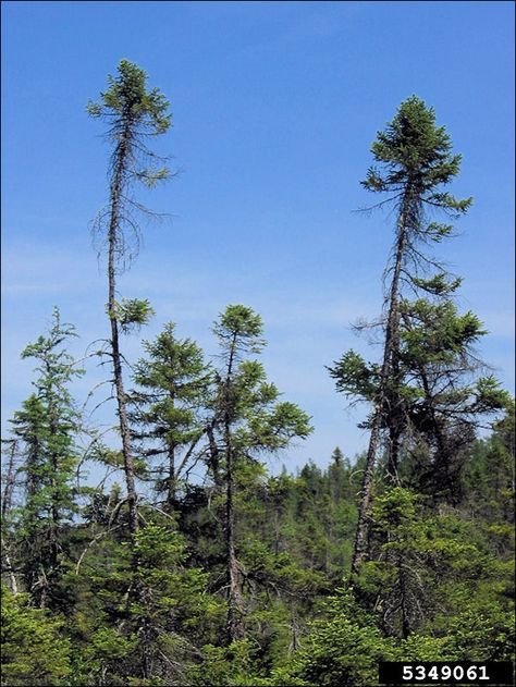 ISU Forestry Extension - Tree Identification: Black Spruce (Picea ... Town Scape, Black Spruce, Tree Growth, Tree Identification, Spruce Tree, Newfoundland And Labrador, Design Photo, New Brunswick, Newfoundland