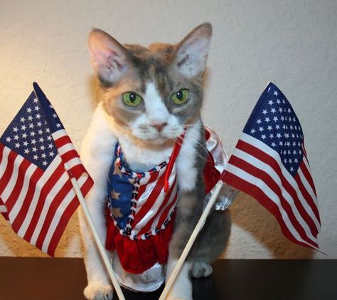 Daisy the Curly Cat is ready for the 4th of July! ^ Curly Cat, Patriotic Cat, Cat Cuddle, Celebration Ideas, Cat Holidays, Cat Fashion, I Am Ready, Pet Holiday, Cat Costumes