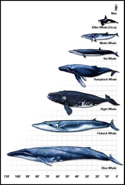 Whale scaling fact sheet Whale Chart, Types Of Whales, Whale Art, Marine Mammals, Whale Shark, Blue Whale, Killer Whales, Ocean Creatures, Marine Animals