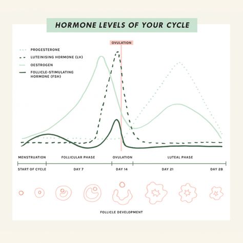 Morning Wellness Routine, Lunar Living, Flo Living, Period Health, Cycle Tracking, Menstrual Cycle Phases, Menstruation Cycle, Period Relief, Monthly Cycle