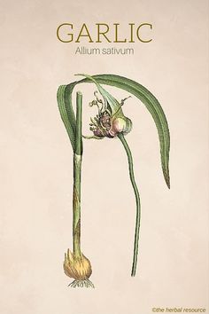 Garlic Herb (Allium sativum) Garlic Tincture, Garlic Plant, Allium Sativum, Herbal Plants, Herbal Apothecary, Healing Plants, Illustration Botanique, Herbal Healing, Herbs For Health