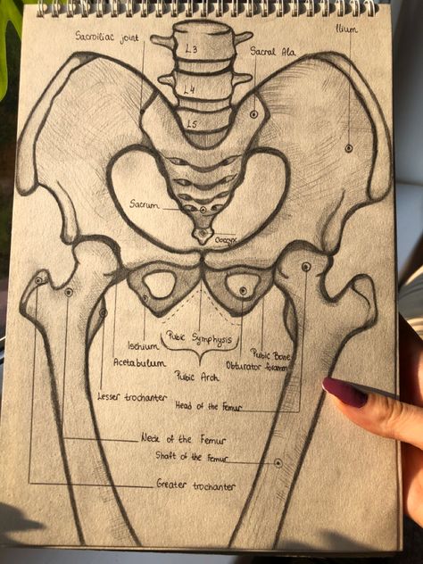 Skeleton Parts Drawing, Anatomy Diagrams Study, Medical Anatomy Drawing, Humerous Bone Anatomy, Art Studies Anatomy, Cute Medical Drawings, Anatomy Drawing Bones, Medical Drawings Anatomy, Anastesiologist Aesthetic