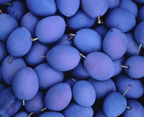 Damsons #spring #pantone #violet #tulip #color #2k14 Plum Trees, Bluish Purple, Blue Food, Polished Pebble, Blue Lavender, Bleu Violet, Desktop Background, All Things Purple, Lavender Blue