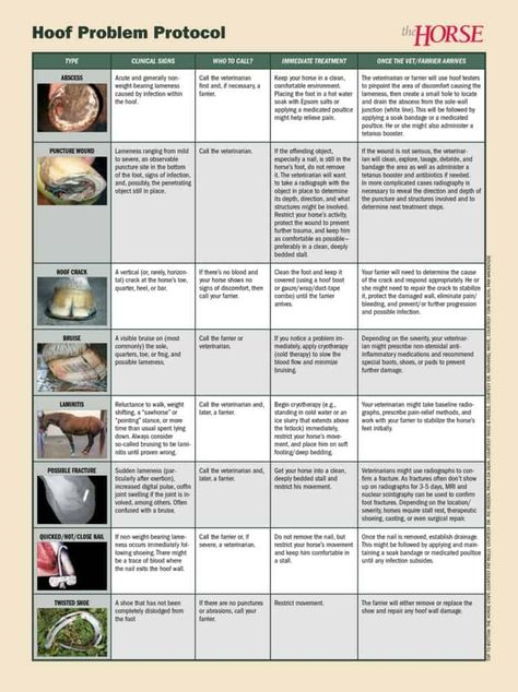 Hoof-Care Triage – The Horse Equine Care, Horse Information, Horse Magazine, Horse Care Tips, Horse Facts, Hoof Care, Horse Info, Horse Anatomy, Horse Ideas