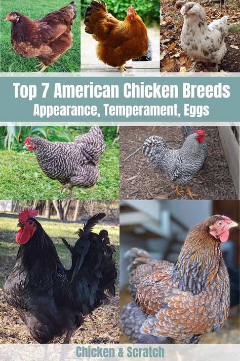 Blue Americana Chicken, American Bresse Chicken, Chicken Egg Colors And Breeds, Americana Chickens Eggs, Ameraucana Chicken Eggs, Americauna Chickens, Heritage Breed Chickens, Americana Chickens, Chicken Egg Colors