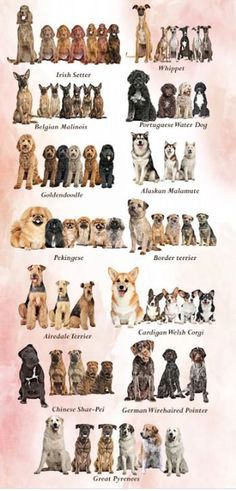 Pretty Dog Breeds, Dog Breed Art, Pretty Dog, Dogs Breeds, Pretty Dogs, Dog Hacks, Small Dog Breeds, Beautiful Dogs, Everyone Knows