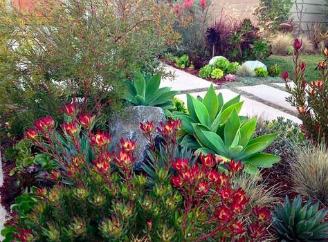 Protea Garden, Dry Gardens, Mass Planting, Succulent Landscape Design, Low Water Gardening, Australian Native Garden, Drought Tolerant Garden, Succulent Landscaping, Drought Tolerant Landscape