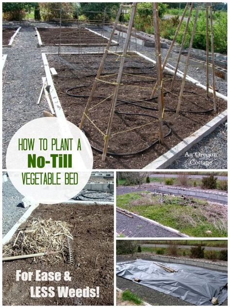 How to Plant a No-Till Vegetable Bed for Ease and Less Weeds! http://anoregoncottage.com/planting-garden-bed-no-till-way/ Planting A Garden, Dubai Garden, Dig Gardens, Vegetable Bed, Sustainable Garden, Organic Gardening Tips, Vegetable Garden Design, Beautiful Flowers Garden, Hydroponic Gardening