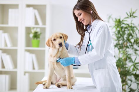 Veterinary Hospital, Dog Facts, Pet Insurance, Veterinary Medicine, Pet Urns, Pet Life, Pet Parent, Pet Health, Veterinarian