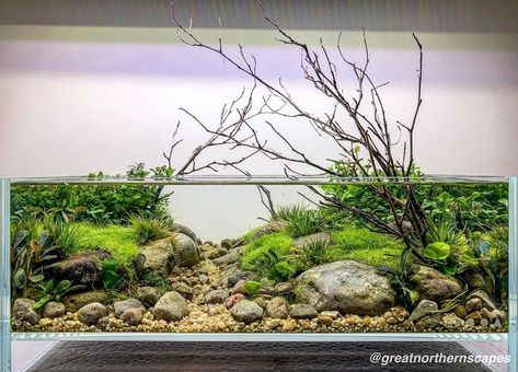 Shallow Tank Aquascape, Shallow Aquascape, Biotope Aquarium, Fish Aquarium Decorations, Aquarium Garden, Fish Tank Themes, Freshwater Aquarium Plants, Fish Tank Terrarium, Cool Fish Tanks