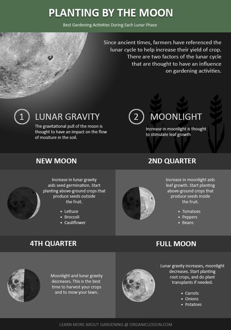 Planting By The Moon, Biodynamic Gardening, Moon Plant, The Phases Of The Moon, Garden Activities, Witch Garden, Homestead Gardens, Lunar Cycle, Phases Of The Moon