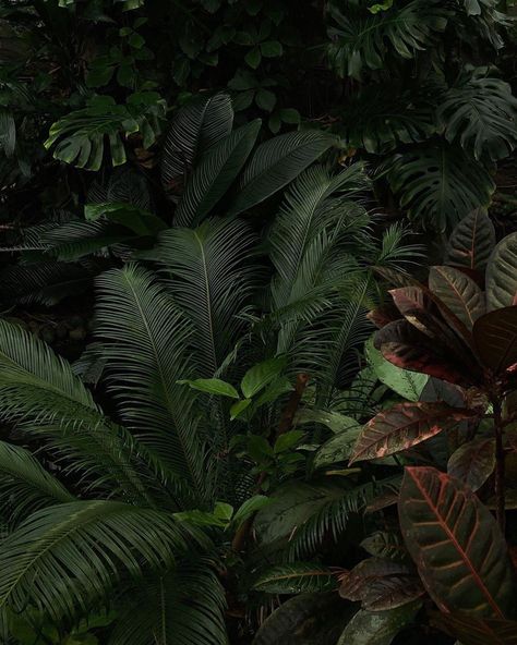 Tropical Dark Aesthetic, Dark Green Foliage, Tropical Goth Aesthetic, Dark Jungle Aesthetic, Dark Plant Aesthetic, Dark Tropical Aesthetic, Goddess Moodboard, Tropical Goth, Fantasy Country