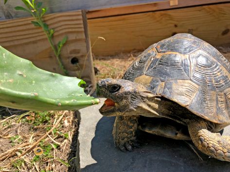 Greek Tortoise Enclosure, Greek Tortoise Habitat Indoor, Greek Tortoise, Terrestrial Animals, Hermann Tortoise, Turtle Enclosure, Tortoise Table, Tortoise Enclosure, Tortoise Care