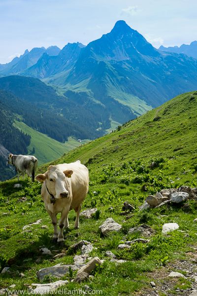 Switzerland Summer, Alps Austria, Mountain Summer, Austrian Alps, Beauty Culture, European Aesthetic, Holiday Places, French Alps, Travel Outdoors