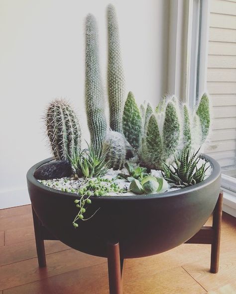 F U L L H O U S E modern on Instagram: “Check out this beautifully planted Case Study Bowl planter from @modernica, looking pretty & prickly while soaking up the ☀️ rays. Photo…” Succulent Bowl Indoor, Cactus Planter Ideas, Cactus Bowl, Indoor Cactus Plants, Succulent Bowl, Tree Pot, Succulent Bowls, Succulent Display, نباتات منزلية