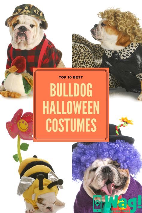 The Best Bulldog Halloween Costumes #bulldog #halloween #costume #dogs #cute #creative #adorable #huntingdog #funny #dogs #dogtips #wagwalking #wagdogwalking English Bulldog Costume, Bulldog Halloween Costumes, Halloween Costumes Kids Homemade, Bulldog Costume, Costumes For Couples, New Halloween Costumes, Costumes Couples, Best Halloween Costumes, Bully Dog