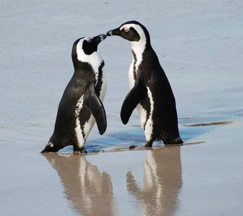 So sweet Wildlife Conservation Projects, Animals Kissing, Penguin Day, African Penguin, Africa Trip, Boulder Beach, Penguin Love, Wildlife Conservation, Cape Town