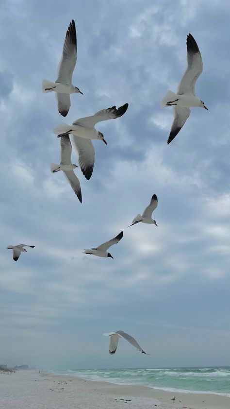 seagulls, beach, summer, florida, ocean, aesthetic, coastal, vsco, gulf, gulf of mexico Gulf Coast Aesthetic, Gulf Aesthetic, Seagulls Aesthetic, Seagull Aesthetic, Blue Academia Aesthetic, Gulfport Florida, Florida Ocean, Summer Florida, Animal Aesthetic