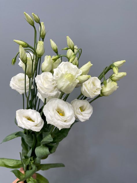 Our premium fresh cut lisianthus. Approximately length 16 inches.  Available in  (white , pale yellow, medium pink, light peach, lavender, dark purple) We suggest scheduling delivery 2 days before your event date. We stock all California grown greens along with fresh & preserved flowers. ►Visit our full shop catalog here; https://www.etsy.com/shop/caflowergrowers Lisianthus Wedding Bouquet, October Bouquet, Lisianthus Bouquet, Flowers In Season, Lisianthus Flowers, White Lisianthus, Green Carnation, Peach Lavender, July Flowers