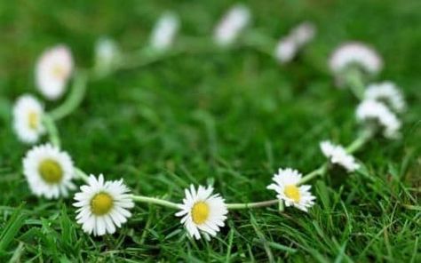 The annual hunt for Britain's most common flower. #Gardening #Garden #Flowers #Plants #Horticulture Daisy Chain Tattoo, Time In Germany, Chain Tattoo, Childhood Memories 70s, Foto Tips, Pilates Studio, Vintage Memory, Plant Pictures, Ankle Tattoo