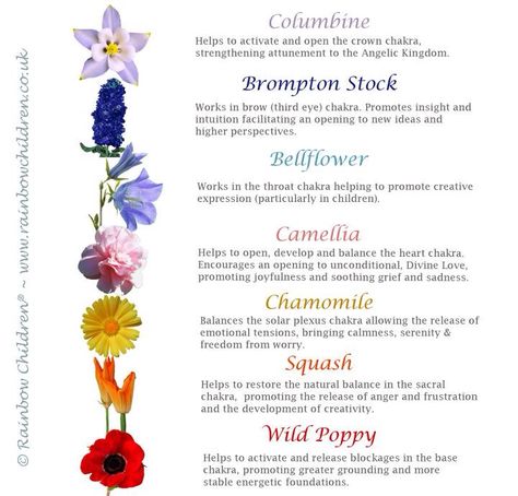 Flower essences for the chakras. Chakra Flowers, Flower Essences Remedies, Chakra Painting, Healing Flowers, Rose Gold Bracelets, Bach Flowers, Chakra Tattoo, Flower Remedies, Jewelry Gold Necklace