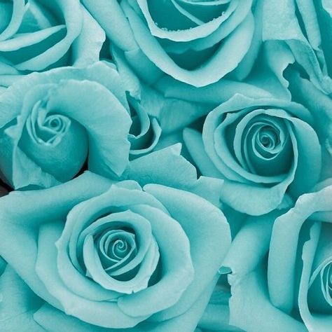 🌹🌹🌹🌹 . . . . . . . . #blueroses #transitional #transition #ipreview #layoutinstagram #superbowl #aesthetic #blueaesthetic #teal #patterns… Aesthetic Wallpaper Teal, Turquoise Aesthetic Wallpaper, Teal Wallpaper Iphone, Wallpaper Teal, Turquoise Aesthetic, Mint Aesthetic, Image Bleu, Mint Green Aesthetic, Turquoise Wallpaper