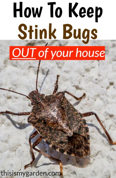 How To Repel Stink Bugs, How To Get Rid Of Stink Bugs In House, Stink Bugs How To Get Rid Of, Stink Bugs In House, Stink Bug Spray, Stink Bug Killer, Stink Bug Repellent, Stink Bug Trap, Bug Infestation