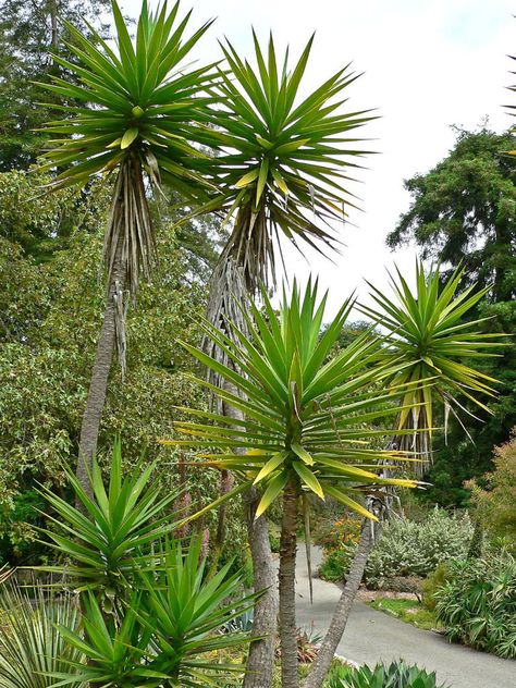 Yucca aloifolia (Spanish Bayonet)  #yucca #succulentopedia #succulents #CactiAndSucculents #succulent #SucculentPlant #SucculentPlants #SucculentCollection #SucculentGarden #DesertPlants Yucca Aloifolia, Yucca Tree, Yucca Plant, Desain Lanskap, Dry Garden, Agaves, Evergreen Shrubs, Container Garden, Cactus Garden