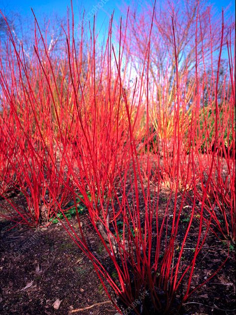 Cornus alba sibirica. - Stock Image - B804/2353 - Science Photo Library Cornus Alba Sibirica, Structural Planting, Willow Structures, Cornus Alba, Bog Garden, Winter Gardens, Meadow Garden, Planting Ideas, Victorian Garden