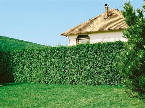 Emerald Green Arborvitae | InstantHedge Evergreen Privacy Hedge, Arborvitae Hedge, Thuja Emerald Green, Emerald Arborvitae, Thuja Occidentalis Smaragd, Cedar Hedge, Giant Arborvitae, Fast Growing Hedge, Emerald Green Arborvitae