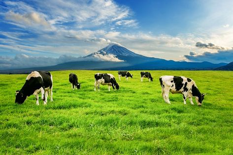 Cows eating lush grass on the green fiel... | Free Photo #Freepik #freephoto #nature #mountain #animal #farm Cows Background, Cow Eating, Cow Background, World Milk Day, Farm Background, Mountain Animals, Exam Planner, Nature Verte, Cows Farm