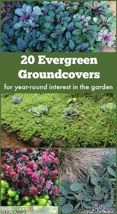 Evergreen Groundcover Plants: 20 Choices for Year-round Interest Flower Decor Table, Wall Flower Decor, Groundcover Plants, Evergreen Groundcover, Lawn Alternatives, Plants Uk, Evergreen Garden, Ground Covers, Rock Garden Plants