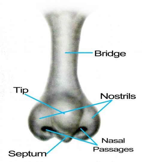 Anatomy Beginner, Male Noses Drawing, Parts Of The Nose, Beautiful Pencil Drawings, Human Body Temperature, Nose Drawing, Human Anatomy Drawing, Nose Shapes, Human Anatomy Art