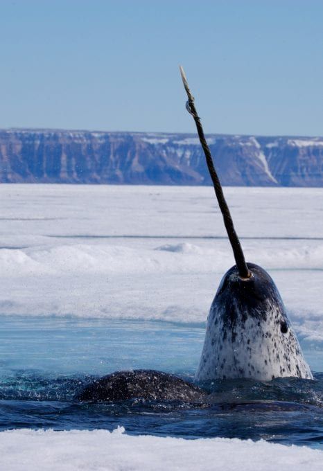 Narwhal camp: Conservation in the High Arctic - Oceanographic - Oceanographic Whale Facts, Sea Mammal, Beluga Whale, Aquatic Animals, Animal Species, Marine Mammals, Narwhal, Ocean Animals, Ocean Life