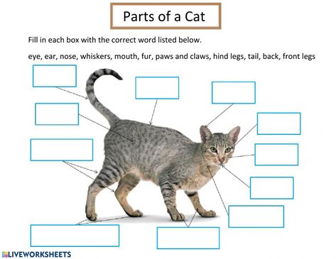 Life Cycles Preschool, Middle School Bulletin Boards, Fun Facts About Cats, Map Worksheets, Farm School, Cat Body, Cat Activity, Alphabet Activities Preschool, Unit Studies