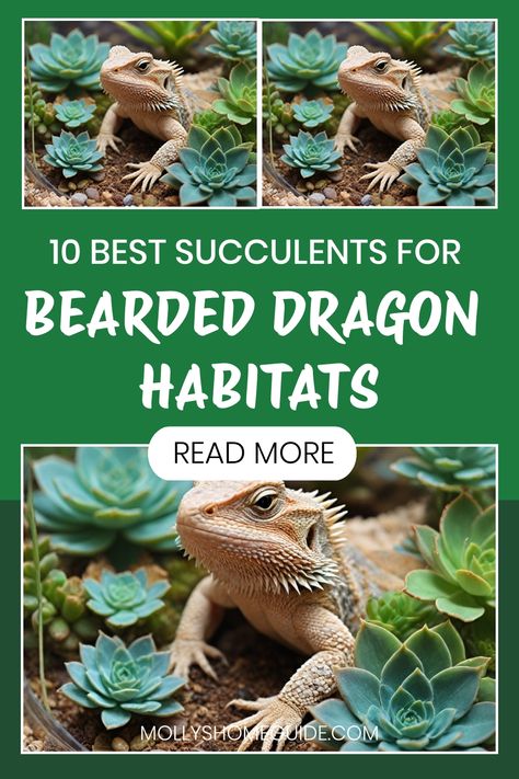 Discover the best plants that are safe for bearded dragon habitats. These succulents are perfect for creating a natural and cozy environment for your pet reptile. Explore a variety of succulents safe for reptiles to add color and texture to your bearded dragon cage. Enhance your terrarium with plants that not only look beautiful but also provide a safe and comfortable space for your bearded dragons to thrive. Plants For Bearded Dragon Enclosure, Bearded Dragon Outdoor Enclosure, Bearded Dragon Substrate Ideas, Bearded Dragon Enrichment, Bearded Dragon Enclosure Ideas 4x2x2, Cute Bearded Dragon Tank, Bearded Dragon Tank Ideas, Bearded Dragon Enclosure Ideas, Bearded Dragon Substrate